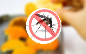 Công Ty Diệt Muỗi Dịch Vụ Chuyên Nghiệp và Máy Đuổi Muỗi Hiệu Quả
